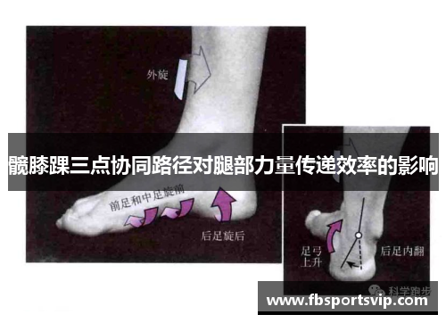髋膝踝三点协同路径对腿部力量传递效率的影响